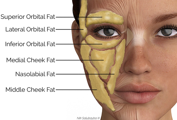 Distribution of facial fat pads and age-related changes in facial volume