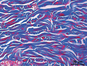 Histology image 1