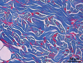Histology image 2