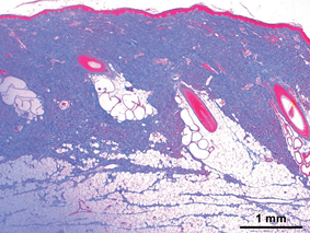Histology image 2