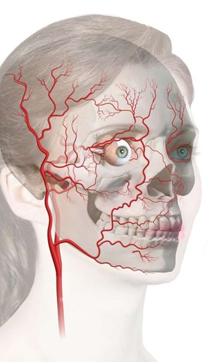 Anatomy diagram of facial arteries and their connection to the eye