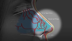 Diagram of the blood supply to the nose